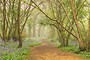 A BLUE WANDER Woodland Bluebell Workshop